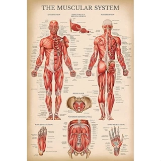 Poster Hình Khung Cảnh Giải Phẫu Cơ Bắp Người