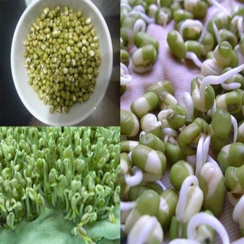 Đậu xanh chuyên làm giá 500gr (hạt nhỏ) tỉ lệ nảy mầm 100% (1kg đậu được 7-9 kg giá sạch) Thiên Thảo Organic