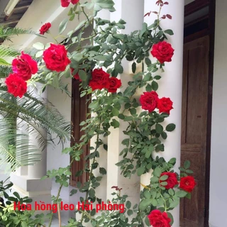 Combo 1 gốc /5 gốc hoa hồng leo hải phòng rễ trần cực đẹp- hoa thơm
