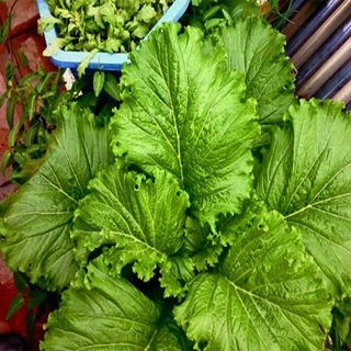 Hạt giống cải bẹ màu gà TN 21 (cây to, lá to xanh màu non chuối, kháng sâu bệnh tốt, năng suất cao)