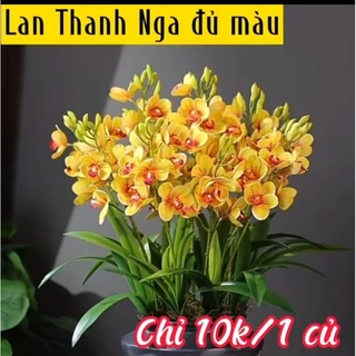 Củ Hoa Lan Thanh Nga (combo 5 củ)