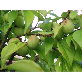 [Nhu_Mai_Garden]Cây Mơ chua vàng- cây giống 6 Tháng Cho Trái