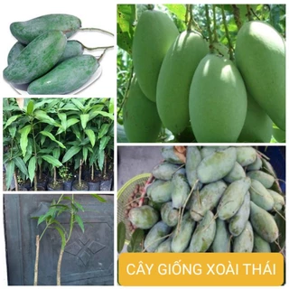 CÂY GIỐNG XOÀI THÁI miền nam giòn ngọt