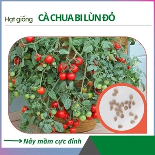 HẠT GIỐNG CÀ CHUA BI LÙN ĐỎ F1 - CHẤT LƯỢNG GIỐNG TỐT