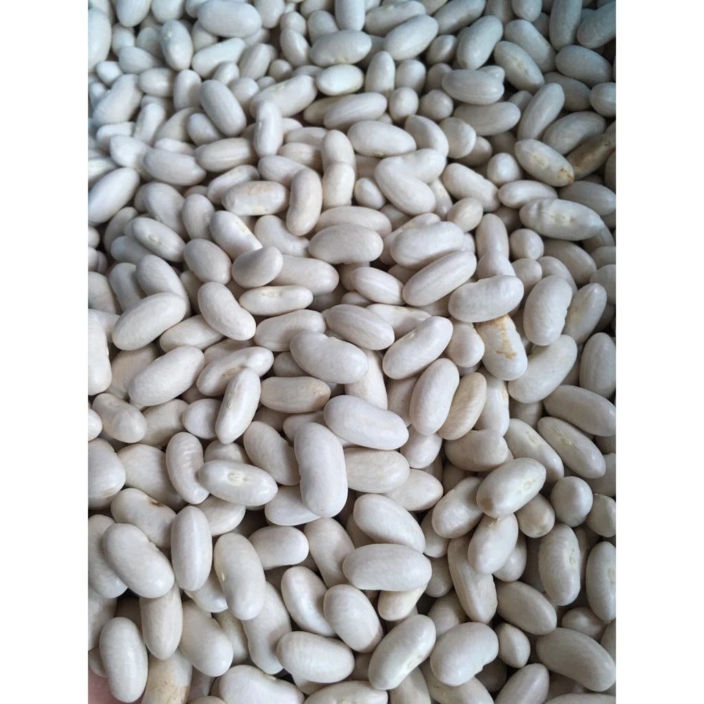 Đỗ trắng(đậu trắng) hạt to vụ mới thơm ngon bở bùi (gói 300-500g)