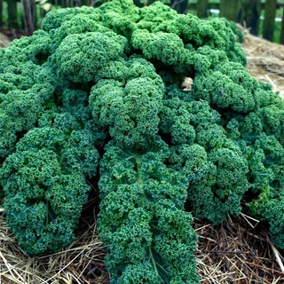 DEAL 1k - 80 Hạt Giống Cải Kale Xoăn Xanh Nhập Khẩu Mỹ nảy mầm 98%
