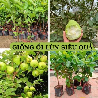 GIỐNG ỔI LÙN SIÊU QUẢ KHÔNG HẠT- GIÒN NGỌT