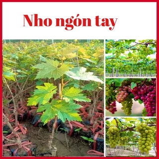 CÂY GIỐNG NHO NGÓN TAY KHÔNG HẠT - LEO GIÀN NHANH CHO TRÁI - TRÁI SIÊU NGỌT