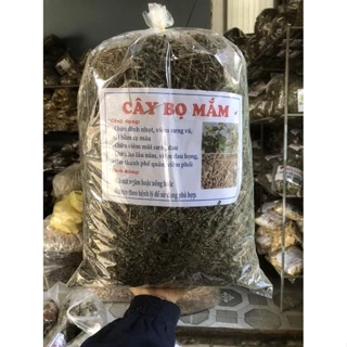 Cây bọ mắm ( cây dòi ) 1kg