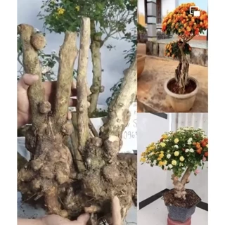 Phôi Hoa Ngũ Sắc, Phôi Ngũ Sắc, Nhiều U Cục Làm Cảnh Bonsai, cây cảnh, cây hoa cảnh đẹp