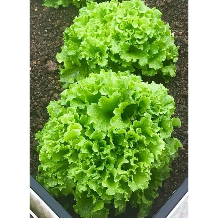 Seeds lettuce curly green (pack of 0.5 gram)-shallow gold
