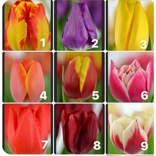 Củ hoa tulip (tuylip) được chọn màu( ra hoa sau 20-25 ngày)