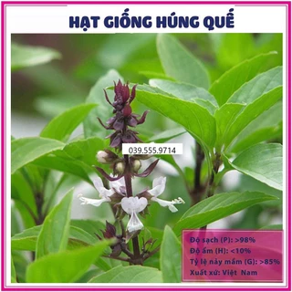 HẠT GIỐNG RAU HÚNG QUẾ - DỄ TRỒNG