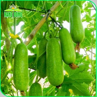 Hạt giống Bí Đao Chanh Lai F1 siêu trái, trồng quanh năm, đậu quả cao, dễ thu hoạch gói 0,2 gr