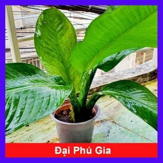 Cây đại phú gia - Cây cảnh trong nhà