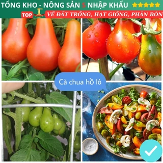 Hạt Giống Cà Chua Hồ Lô Siêu Trái F1 Loại dễ trồng năng suất cao chống sâu bệnh có hướng dẫn