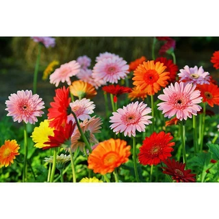 Gói 100 Hạt Giống Hoa Đồng Tiền Kép Lùn - Mix (Gerbera) - Hạt Giống Tốt