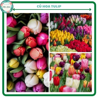 Củ hoa tulip(tuylip) Janderwith Hà lan- 1 củ - được chọn màu (cho hoa sau 20-25 ngày trồng)