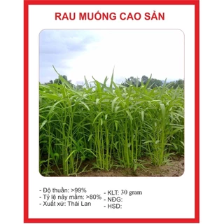 Hạt giống rau muống lá tre (20 gram) - giòn ngọt, dễ trồng cho năng suất cao