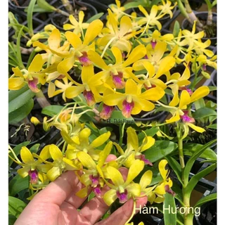 [Có bảo hành] denro hàm hương cực thơm màu sắc tươi sáng chậu bán cây trưởng thành rất dể cho hoa