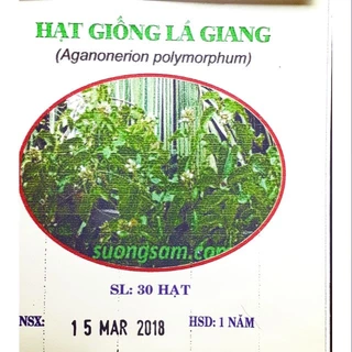 60 Hạt giống Lá giang