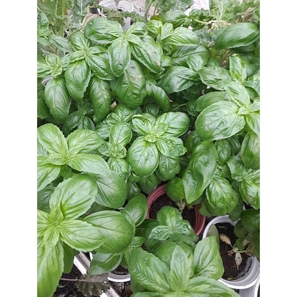 Cây rau gia vị Basil, quế tây, quế Pháp màu xanh, tím