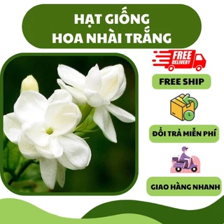 Hạt giống hoa nhài trắng, hoa lài (10 hạt) - mùi hương nhẹ nhàng, trang trí sân vườn