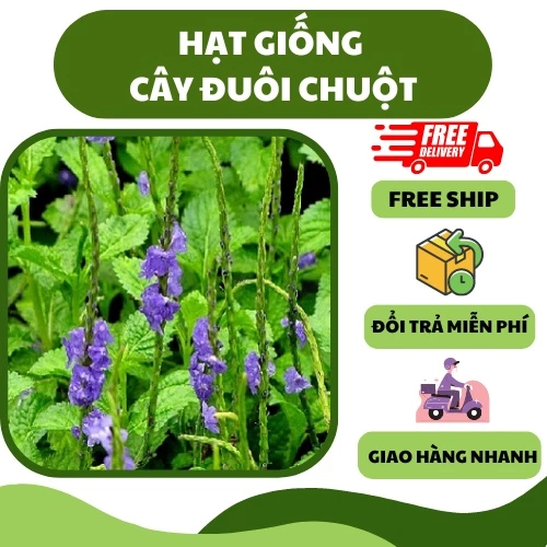 Hạt giống cây đuôi chuột, mạch lạc (100 hạt) - cây dược liệu, tốt cho sức khoẻ