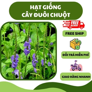 Hạt giống cây đuôi chuột, mạch lạc (100 hạt) - cây dược liệu, tốt cho sức khoẻ