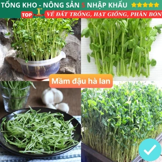 Hạt giống mầm đậu hà lan (gói 100 hạt) siêu dễ trồng năng suất cao