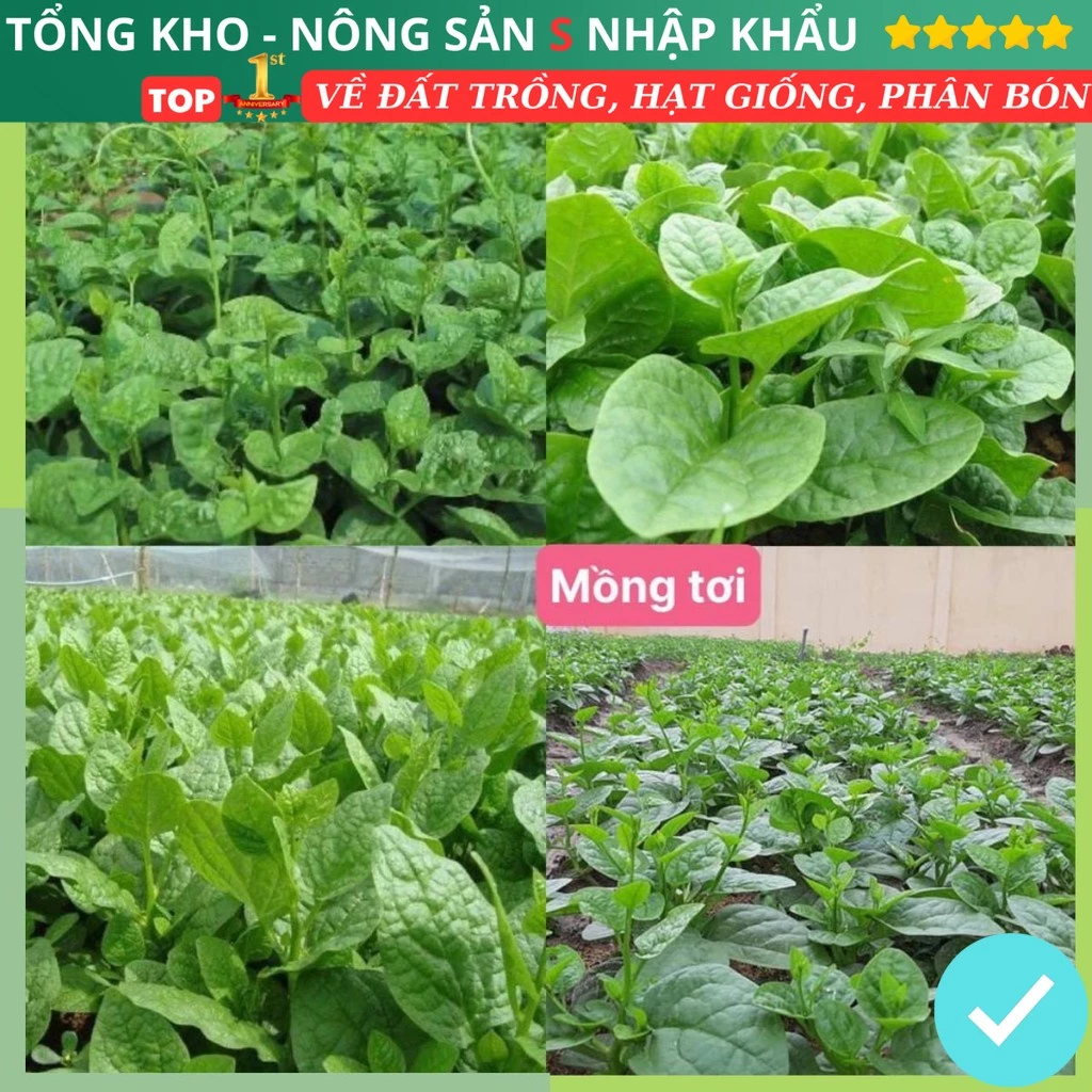 Hạt Giống Rau Mồng Tơi F1 Loại Siêu Dễ Trồng, Dễ Thu Hoạch Tặng kèm Hướng Dẫn Trồng Tỉ Lệ Lên Mầm cao.