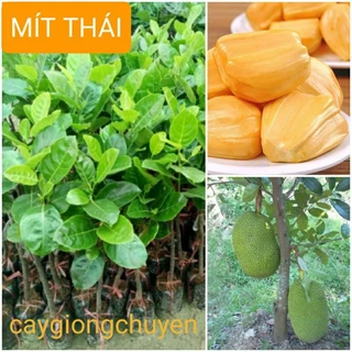 GIỐNG MÍT THÁI QUẢ SIÊU TO - Cây Giống Tốt