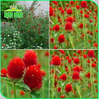 Hạt giống Hoa Cúc Bách Nhật Đỏ dễ trồng, cây sinh trưởng khỏe gói 0,1 grHạt giống Rạng Đông 862