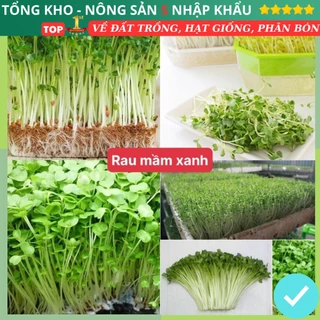 Hạt giống rau mầm xanh dễ trồng kháng bệnh tốt năng suất cao gói 300 hạt tỉ lệ nảy mầm cao có hướng dẫn