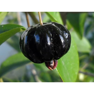 Cây giống cherry khía (cherry surinam) chuẩn giống cây trồng