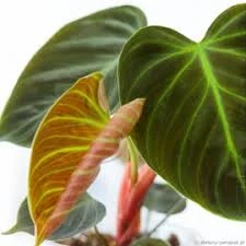 Chậu mini Philodendron El Choco Red | Kiểng lá