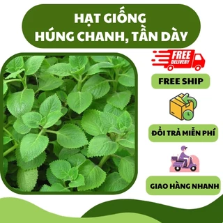 Hạt giống rau húng chanh, tần dày lá (0.1 gram) - rau ăn thơm, nhiều dinh dưỡng