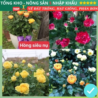 [Gói 150 hạt] Hạt Giống Hồng Siêu Nụ F1 Mix nhiều màu sắc hoa Nở Siêu Đẹp & Dễ Trồng Tặng Kèm Hướng Dẫn