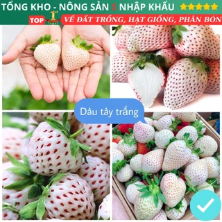 Hạt Giống Dâu Tây Trắng F1 loại dễ trồng dễ chăm sóc năng suất cao chống sâu bệnh (gói 50 hạt) có hướng dẫn nảy mầm cao