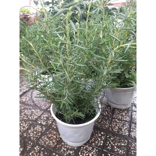 Chậu Cây hương thảo (romarin-rosemary) chậu trung, chậu lớn, chậu đại