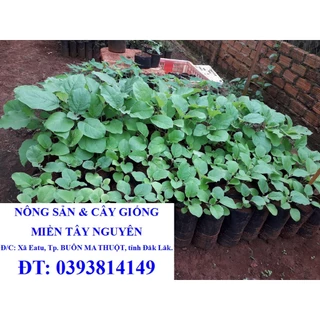 CÂY GIỐNG CÀ ĐẮNG TÂY NGUYÊN. [ BẦU TO CÂY SIÊU KHỎE, DỄ TRỒNG, KHÔNG KÉN ĐẤT ] [ 2023 ]