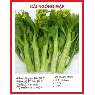 Hạt giống rau cải ngồng mập (10 gram) - thơm ngon, dễ trồng nảy mầm nhanh