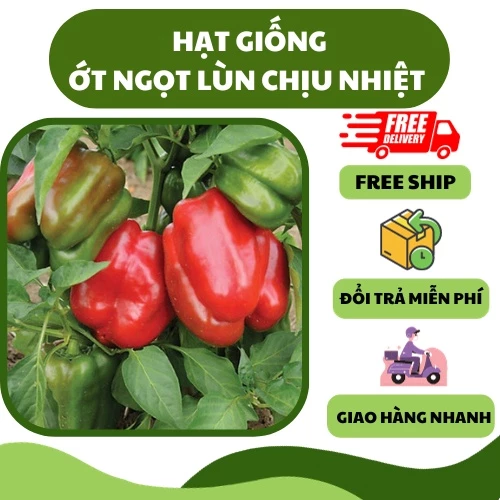 Hạt giống ớt chuông ngọt chịu nhiệt lùn (1 gram) - thịt dày, nhiều dinh dưỡng