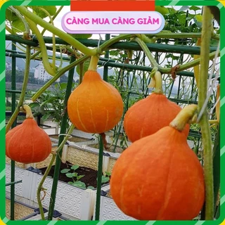 Hạt Giống Bí Ngô Đỏ Nhật Bản - 10 hạt _CHUẨN GIỐNG NHẬT BẢN