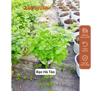 Cây Bạc Hà Táo🍎 - Apple Mint