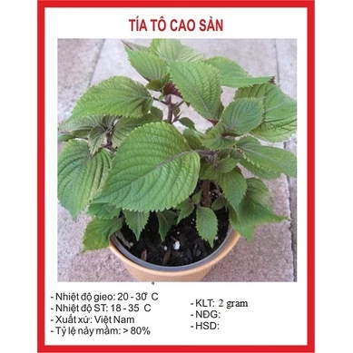 Hạt giống rau tía tô (2 gram) - thơm ngon, trồng quanh năm