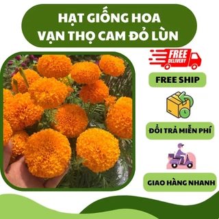 Hạt giống hoa cúc vạn thọ đỏ cam lùn (30 hạt) - bông to, trang trí đẹp