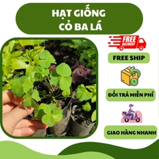 Hạt giống cây cỏ ba lá (50 hạt) - mang may mắn, trang trí đẹp