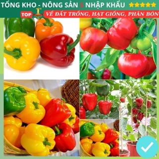 Hạt Giống Ớt Chuông F1 Loại Quả Siêu To Siêu Dễ Trồng Năng Suất Cao Chống Sâu Bệnh Chịu Nhiệt Tốt Có Hướng Dẫn Trồng