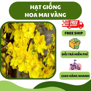 Hạt giống hoa mai vàng năm cánh (25 hạt) - bông to, nở nhanh